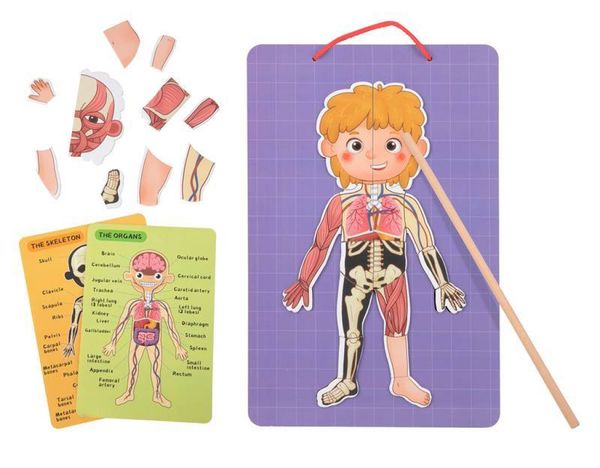 Montando o Corpo Humano Magnético - Tooky Toy