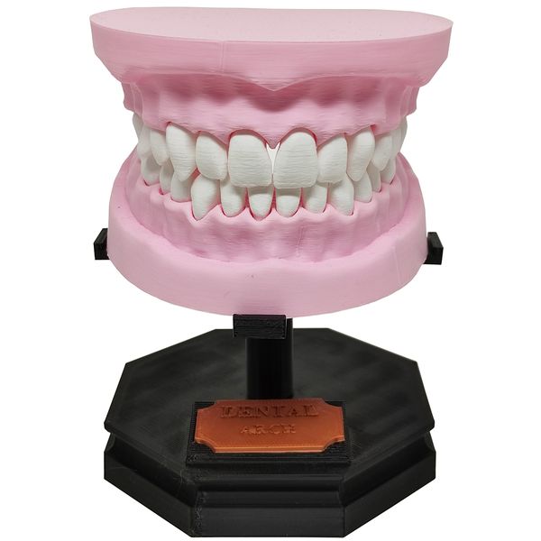 Arcada Dentária Com Suporte Modelo 3D Dente Gengiva Boca Anatomia
