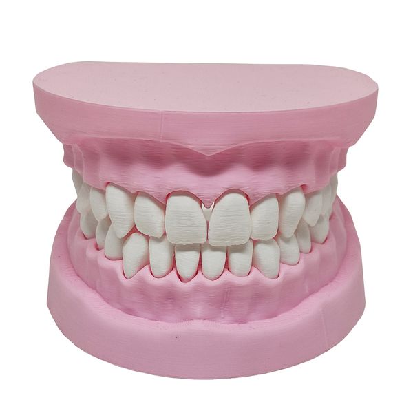 Arcada Dentária Modelo 3D Dente Gengiva Boca Anatomia