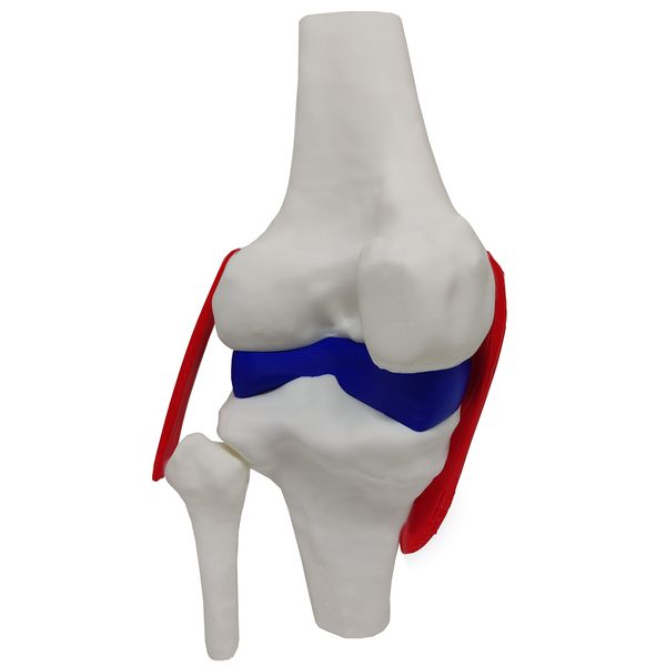 Joelho Anatômico Ligamentos Modelo 23cm Articulação Estudo Esqueleto